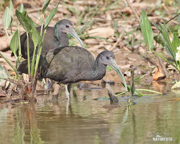 Ibis lesní (Mesembrinibis cayennensis)