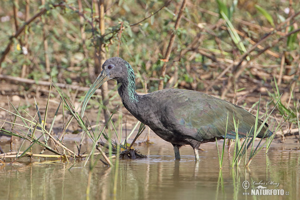 Ibis lesní (Mesembrinibis cayennensis)