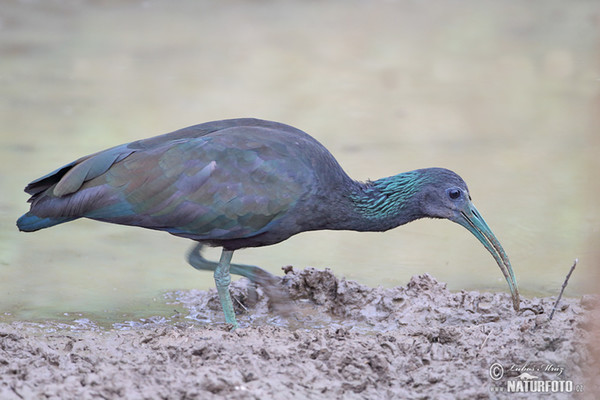 Ibis lesní (Mesembrinibis cayennensis)