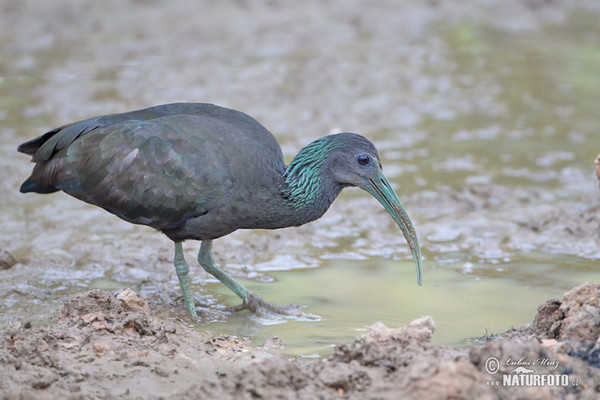 Ibis lesní (Mesembrinibis cayennensis)