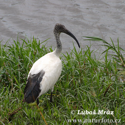 Ibis posvätný (Threskiornis aethiopicus)