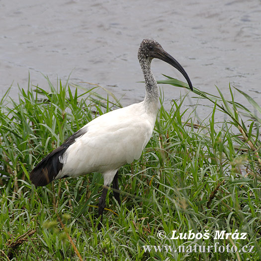 Ibis posvätný (Threskiornis aethiopicus)