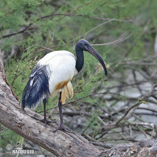 Ibis posvätný (Threskiornis aethiopicus)