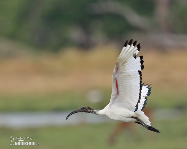 Ibis posvátný (Threskiornis aethiopicus)