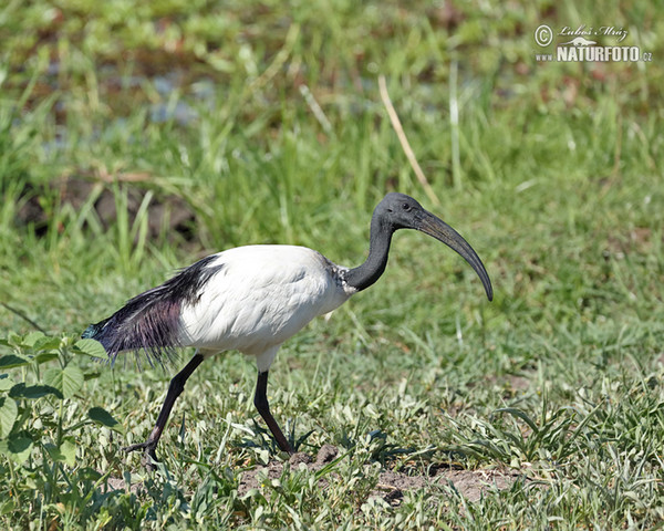 Ibis posvátný (Threskiornis aethiopicus)