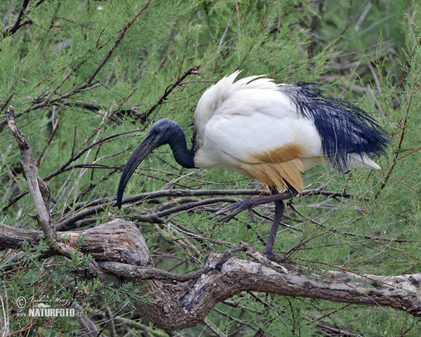 Ibis posvätný (Threskiornis aethiopicus)