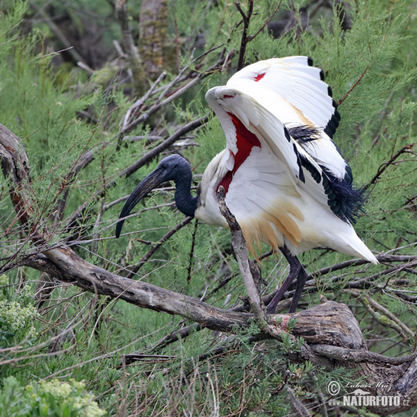 Ibis posvätný (Threskiornis aethiopicus)