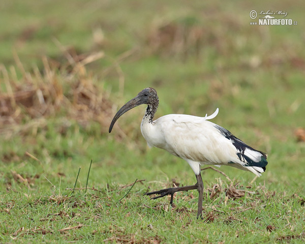 Ibis posvätný (Threskiornis aethiopicus)