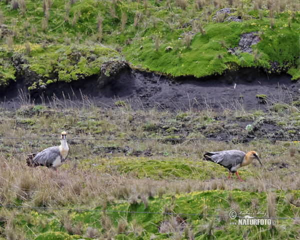 Ibis šedokřídlý (Theristicus branickii)