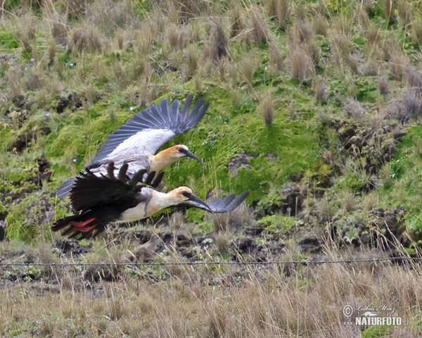 Ibis šedokřídlý (Theristicus branickii)