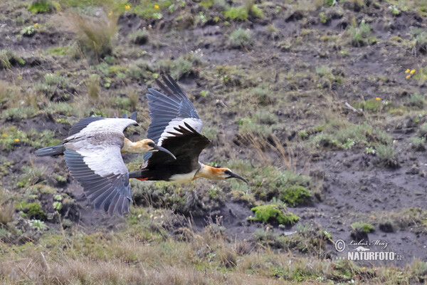 Ibis šedokřídlý (Theristicus branickii)