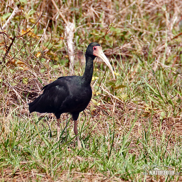 Ibis tmavý (Phimosus infuscatus)