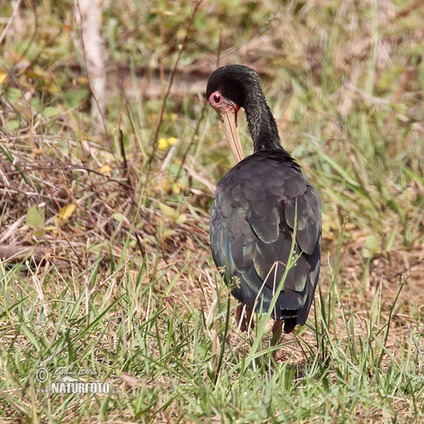 Ibis tmavý (Phimosus infuscatus)