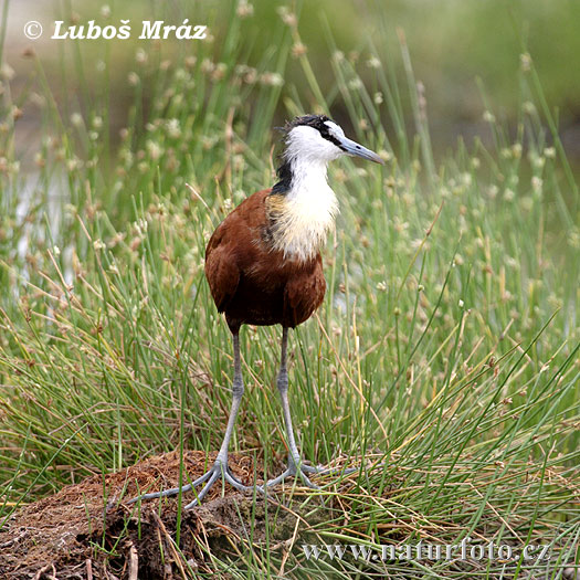 Jakana modročelá (Actophilornis africanus)