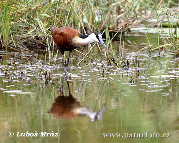 Jakana modročelá (Actophilornis africanus)