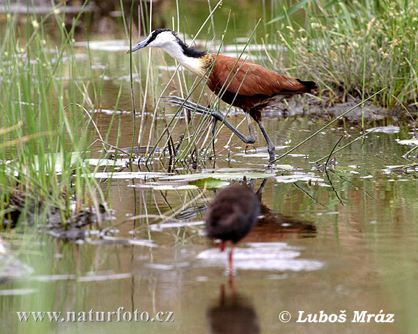 Jakana modročelá (Actophilornis africanus)