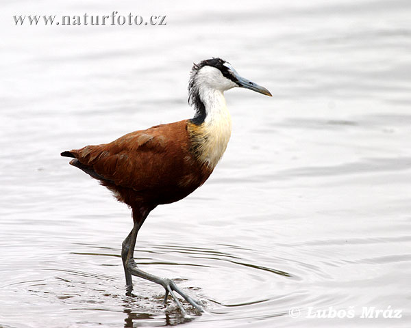 Jakana modročelá (Actophilornis africanus)