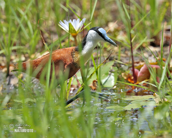 Jakana modročelá (Actophilornis africanus)