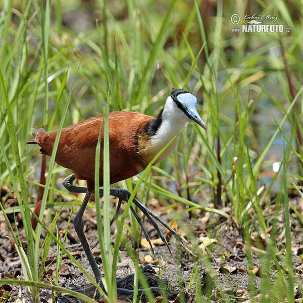 Jakana modročelá (Actophilornis africanus)