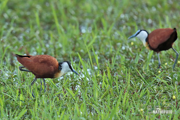 Jakana modročelá (Actophilornis africanus)