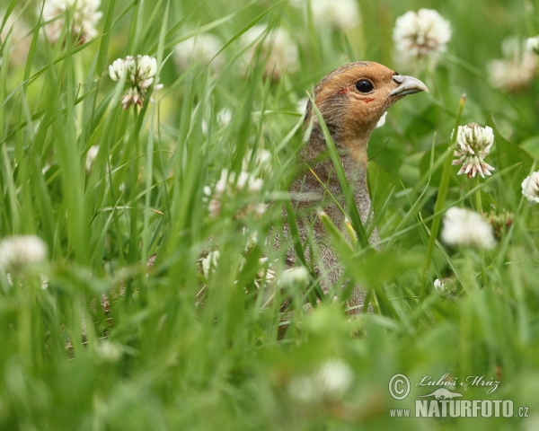 Jarabica poľná (Perdix perdix)