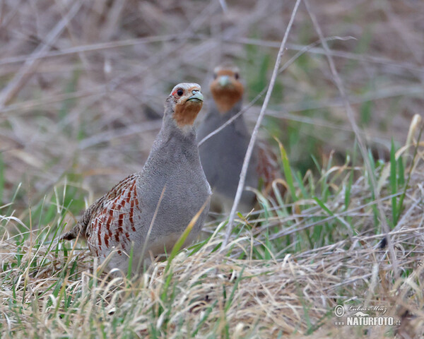 Jarabica poľná (Perdix perdix)