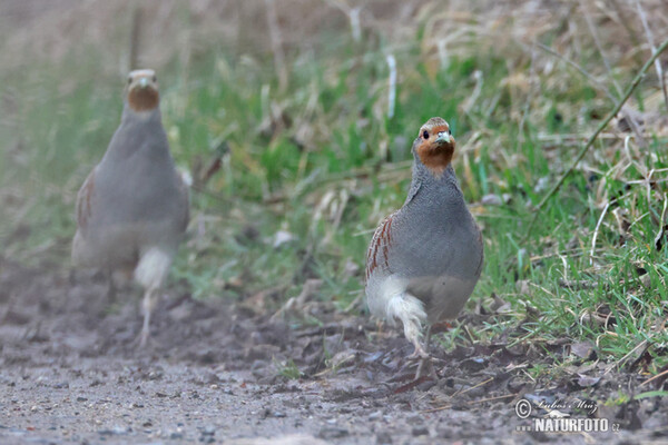 Jarabica poľná (Perdix perdix)