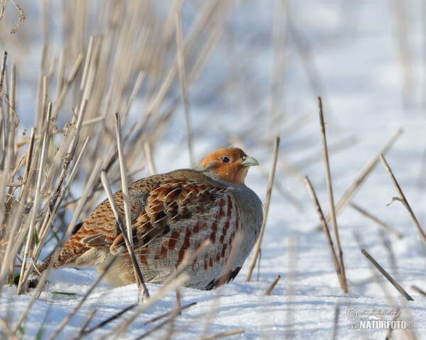 Jarabica poľná (Perdix perdix)