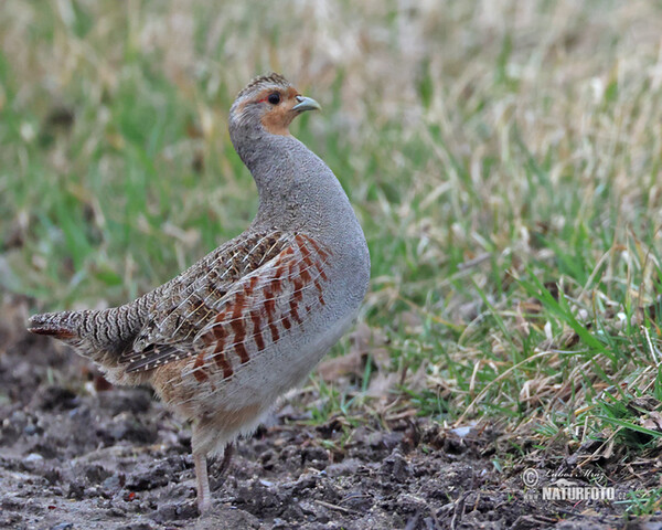 Jarabica poľná (Perdix perdix)