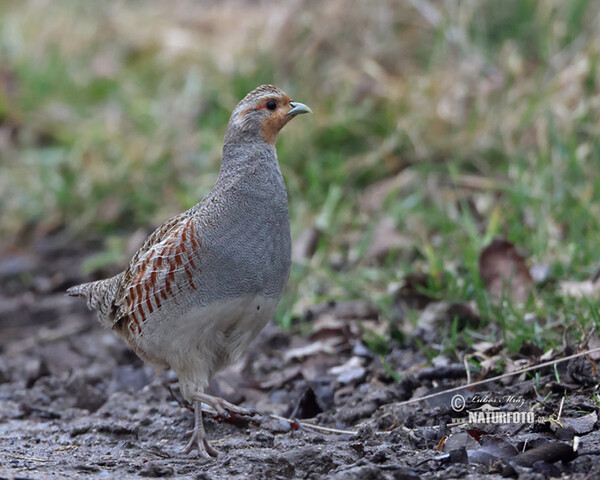 Jarabica poľná (Perdix perdix)