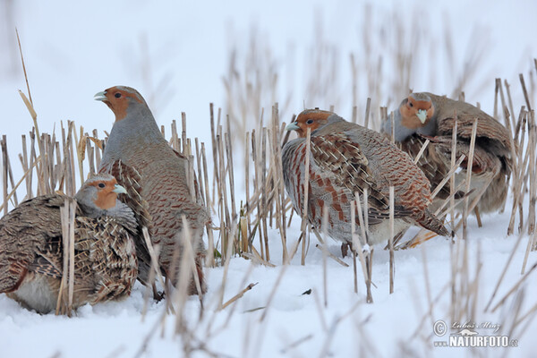 Jarabica poľná (Perdix perdix)