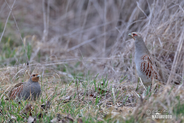 Jarabica poľná (Perdix perdix)