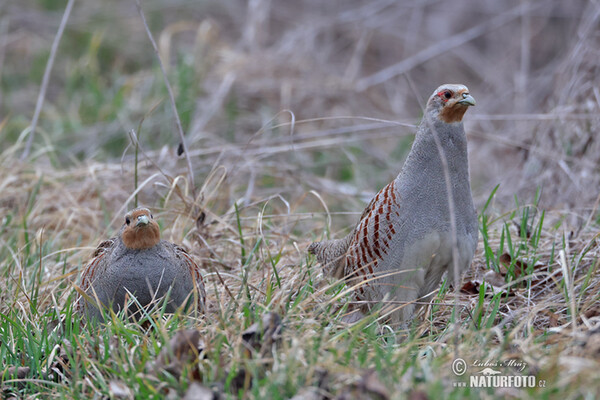 Jarabica poľná (Perdix perdix)