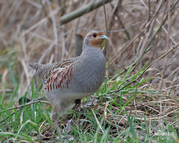 Jarabica poľná (Perdix perdix)