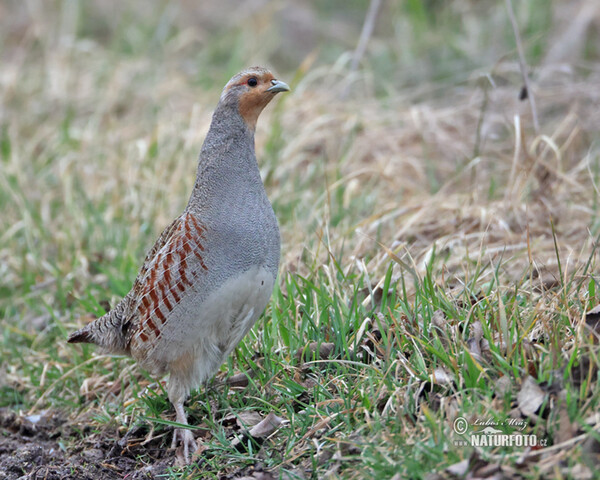 Jarabica poľná (Perdix perdix)