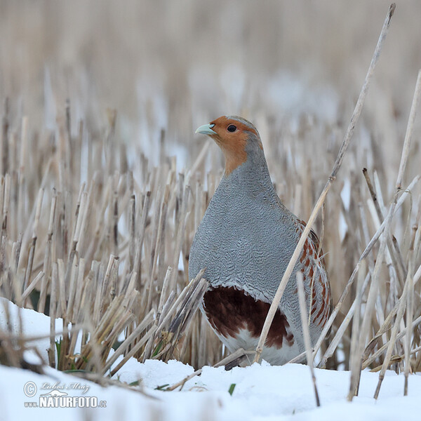 Jarabica poľná (Perdix perdix)