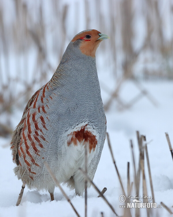 Jarabica poľná (Perdix perdix)