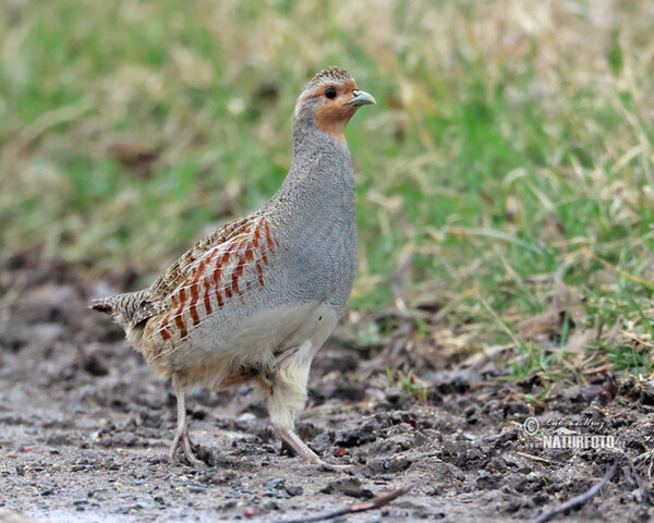 Jarabica poľná (Perdix perdix)