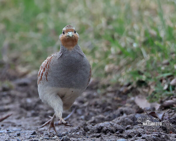 Jarabica poľná (Perdix perdix)
