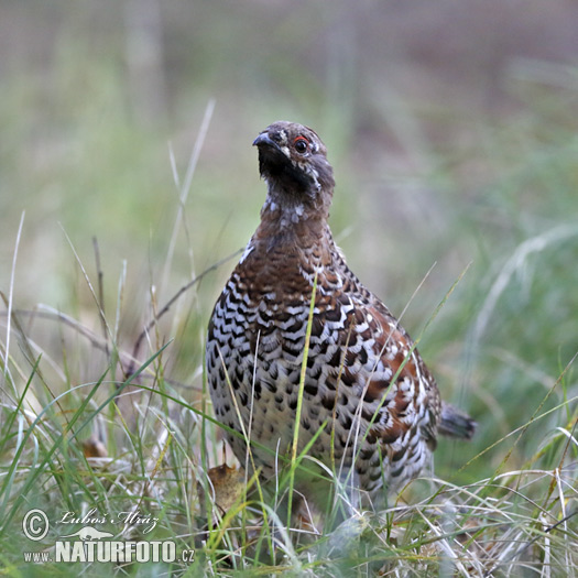 Jariabok hôrny (Tetrastes bonasia)