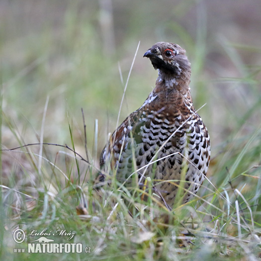 Jariabok hôrny (Tetrastes bonasia)