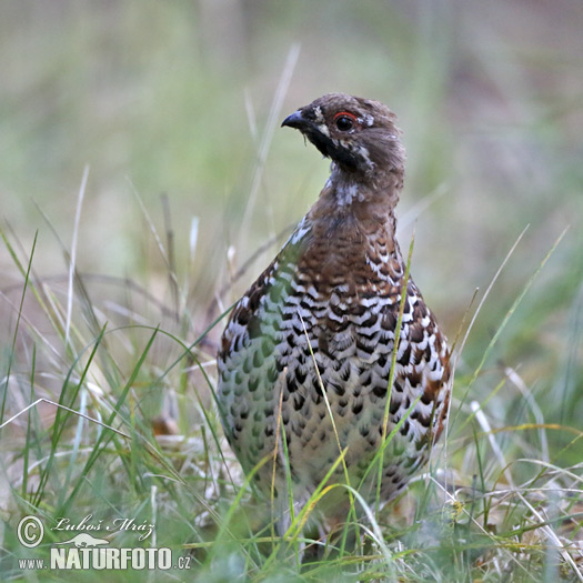 Jariabok hôrny (Tetrastes bonasia)