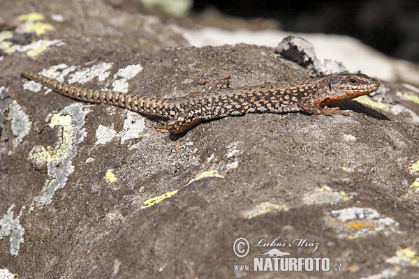 Jašterica múrová (Lacerta muralis)