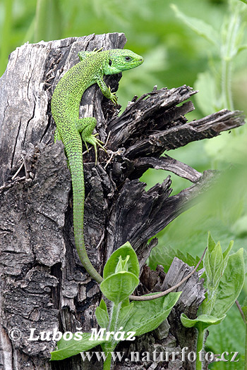 Jašterica smaragdová (Lacerta trilineata)