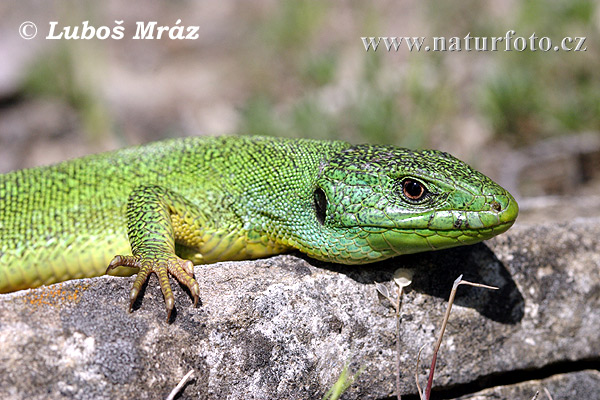 Jašterica smaragdová (Lacerta trilineata)