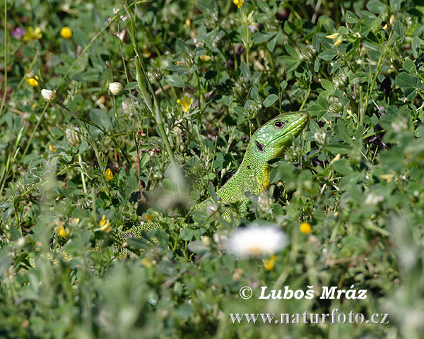 Jašterica smaragdová (Lacerta trilineata)