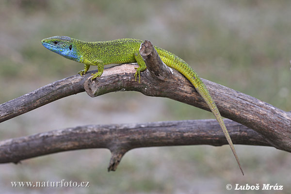 Jašterica zelená (Lacerta viridis)