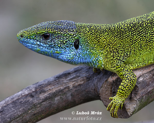 Jašterica zelená (Lacerta viridis)