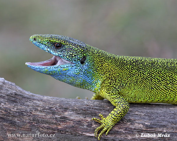 Jašterica zelená (Lacerta viridis)