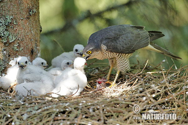 Jastrab krahulec (Accipiter nisus)